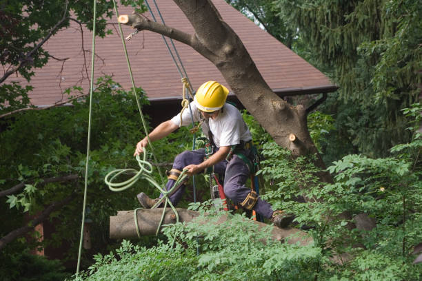 Best Tree and Shrub Care  in Clay Center, KS