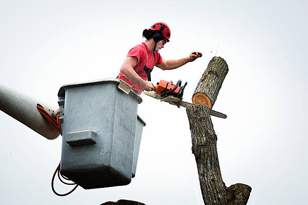 How Our Tree Care Process Works  in  Clay Center, KS