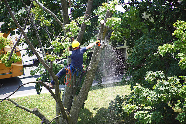 Best Tree Removal  in Clay Center, KS